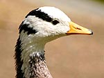 gal/Les oiseaux Parc Montsouris et ailleurs/_thb_oiseau_05.jpg